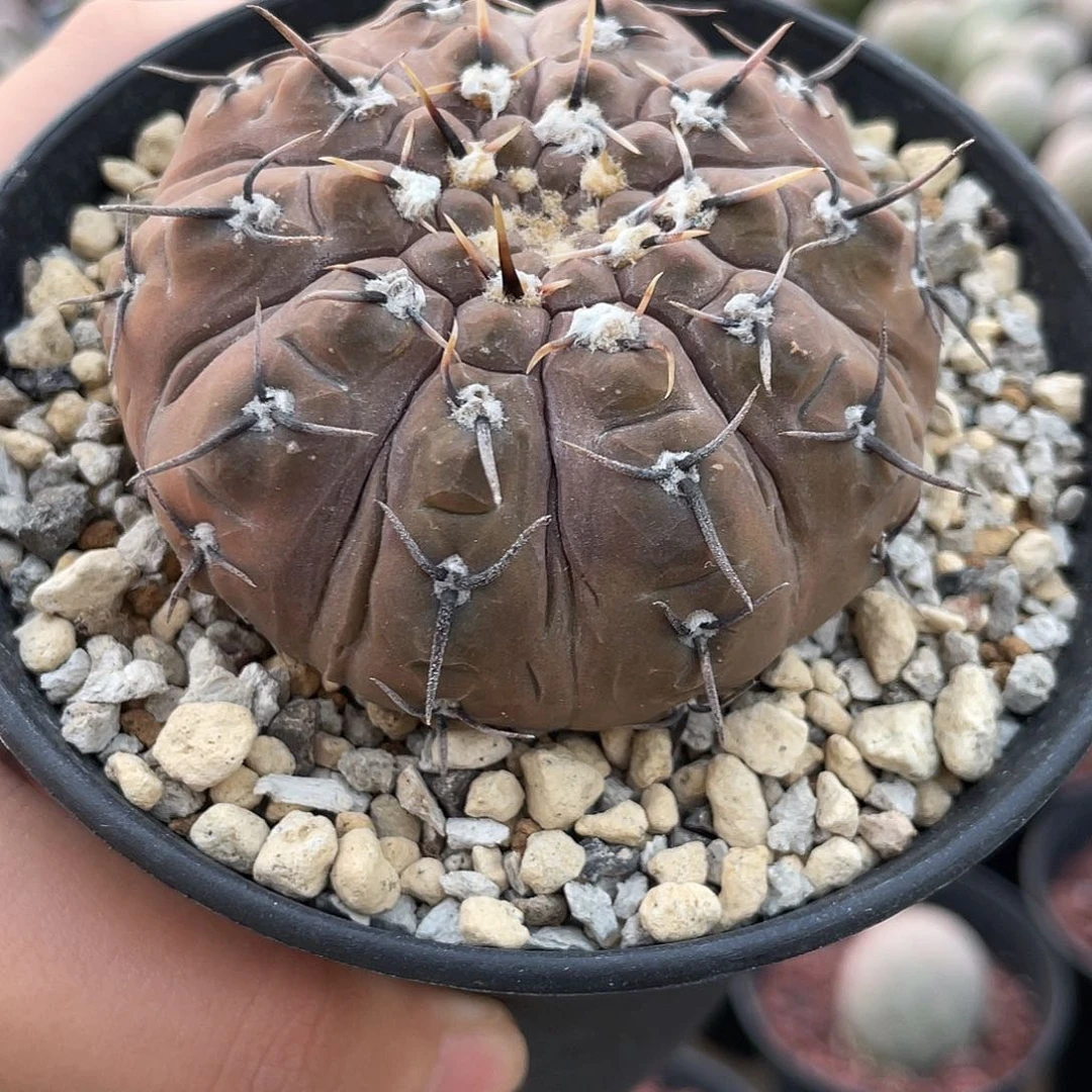 仙人球裸萼属翘刺怪龙丸6.7厘米