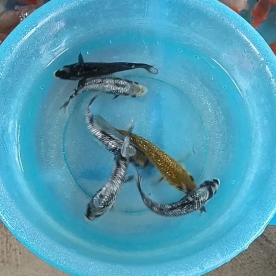 海水鱼顺丰包邮开箱包活2