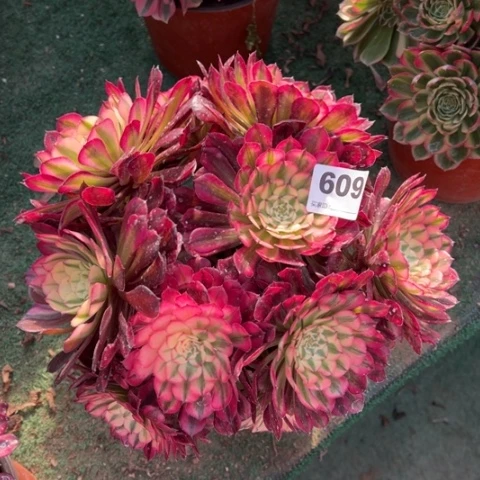 609铜壶锦朵朵多肉，