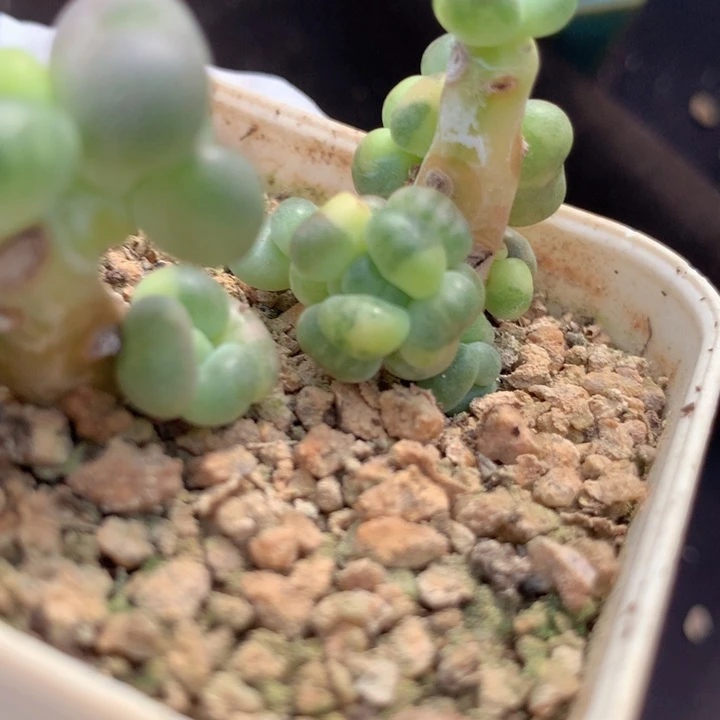 现砍月美人锦顶级锦一个脑袋 超稳定 一个小脑袋