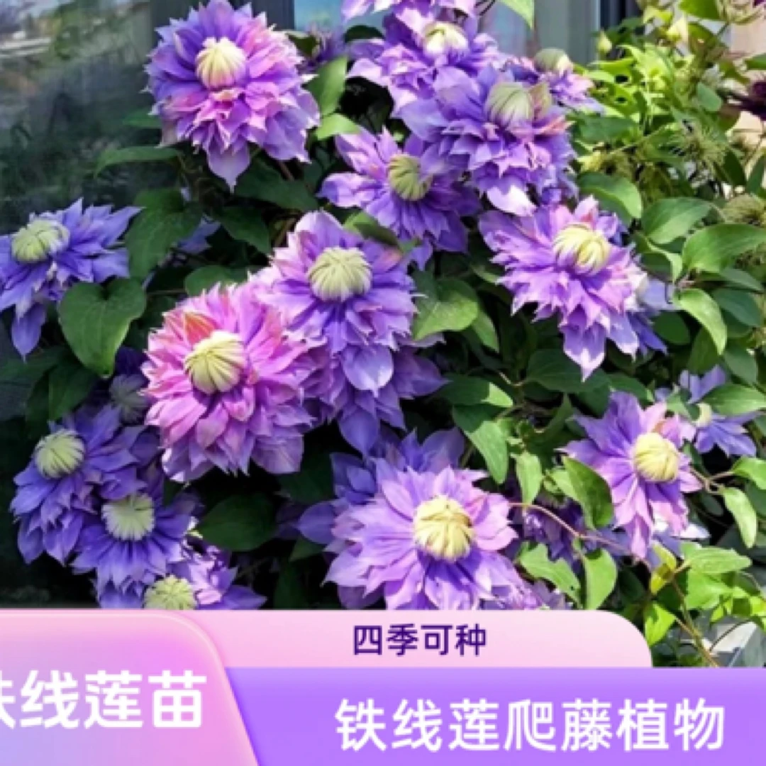 【起初】铁线莲 耐寒耐热丰花新手易养春天秋天多季开花组合