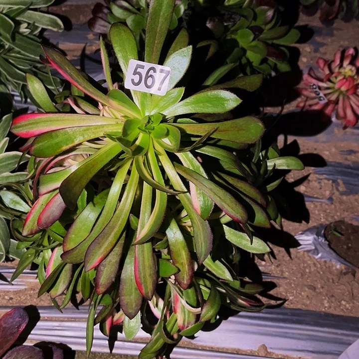 567三色法师多肉植物处理不售后七彩