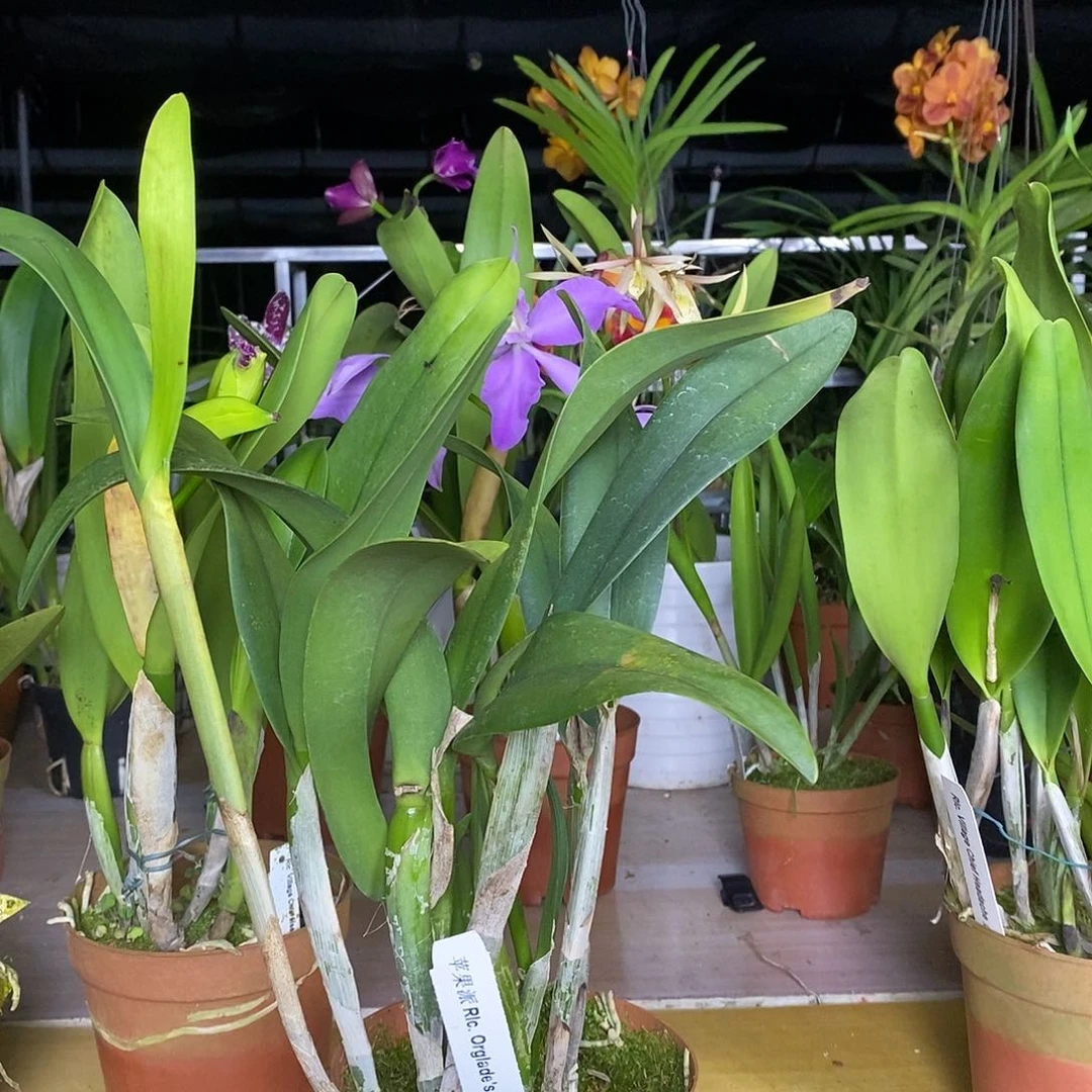 当前无花栽培后可以开花用****0苹果派