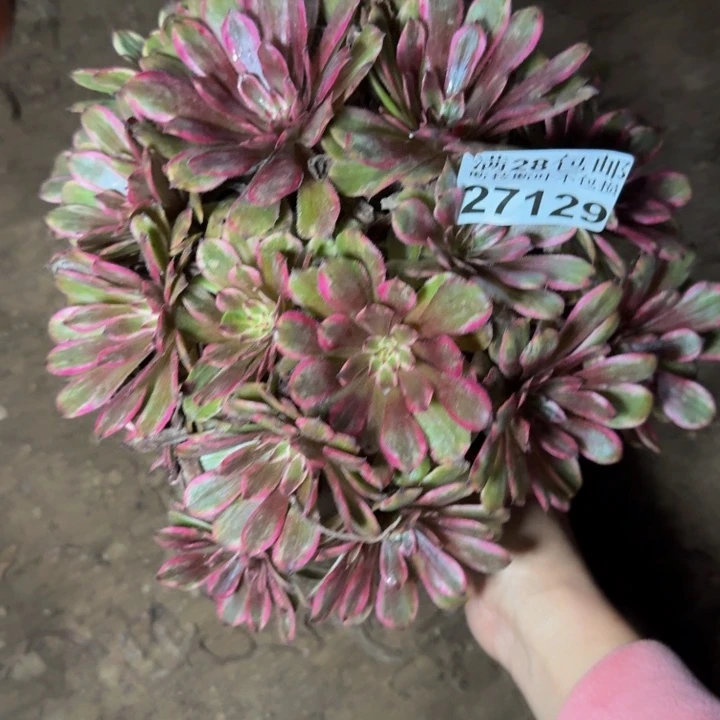 27129紫霞不包断枝，