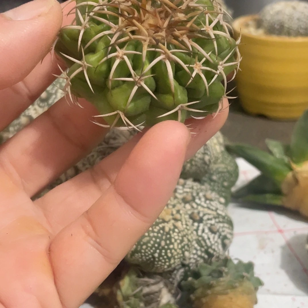 不***颜全部花朵圆盘玉128