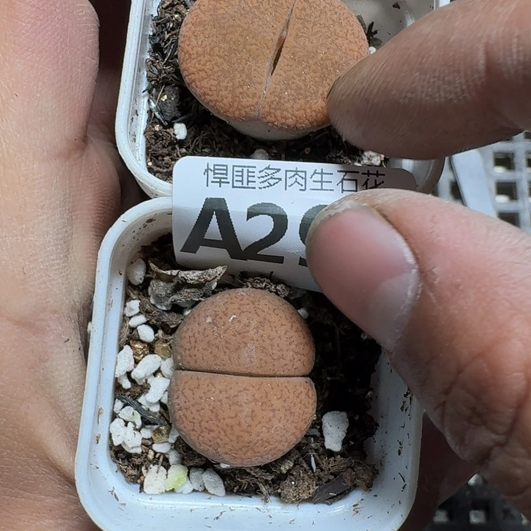 291 多肉植物多肉植物