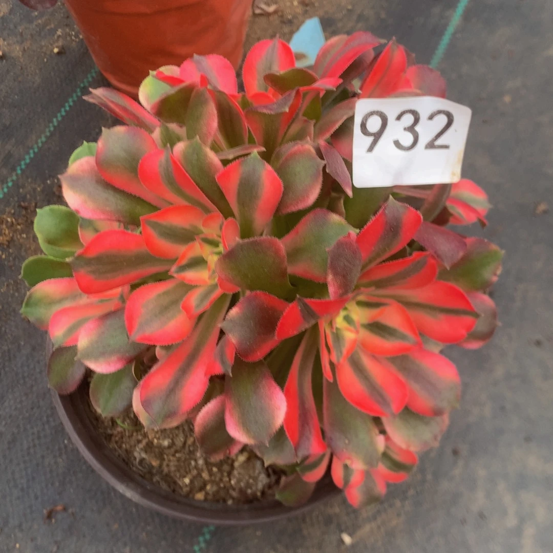 932香妃多多肉植物