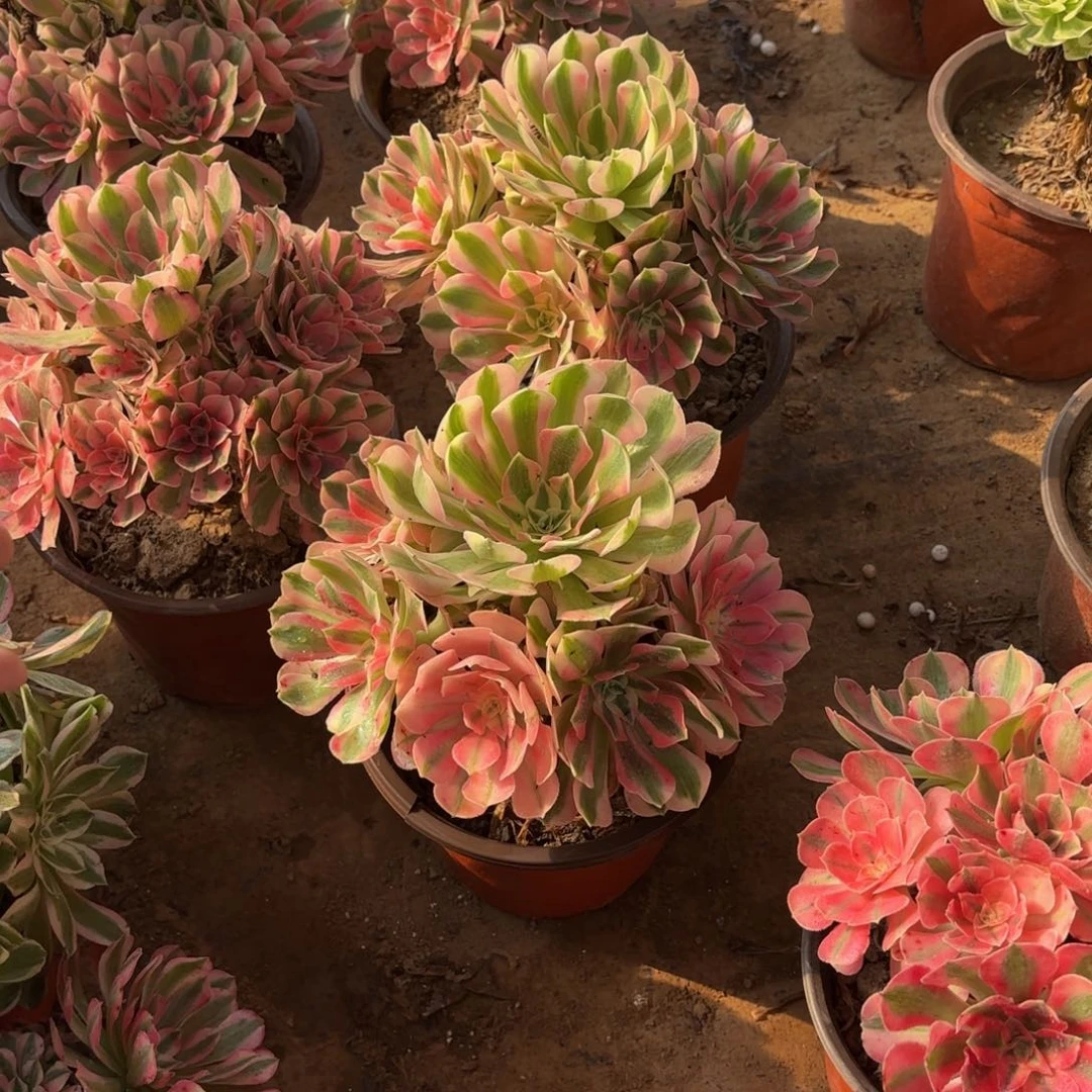 粉女巫手捧9.9多肉植物