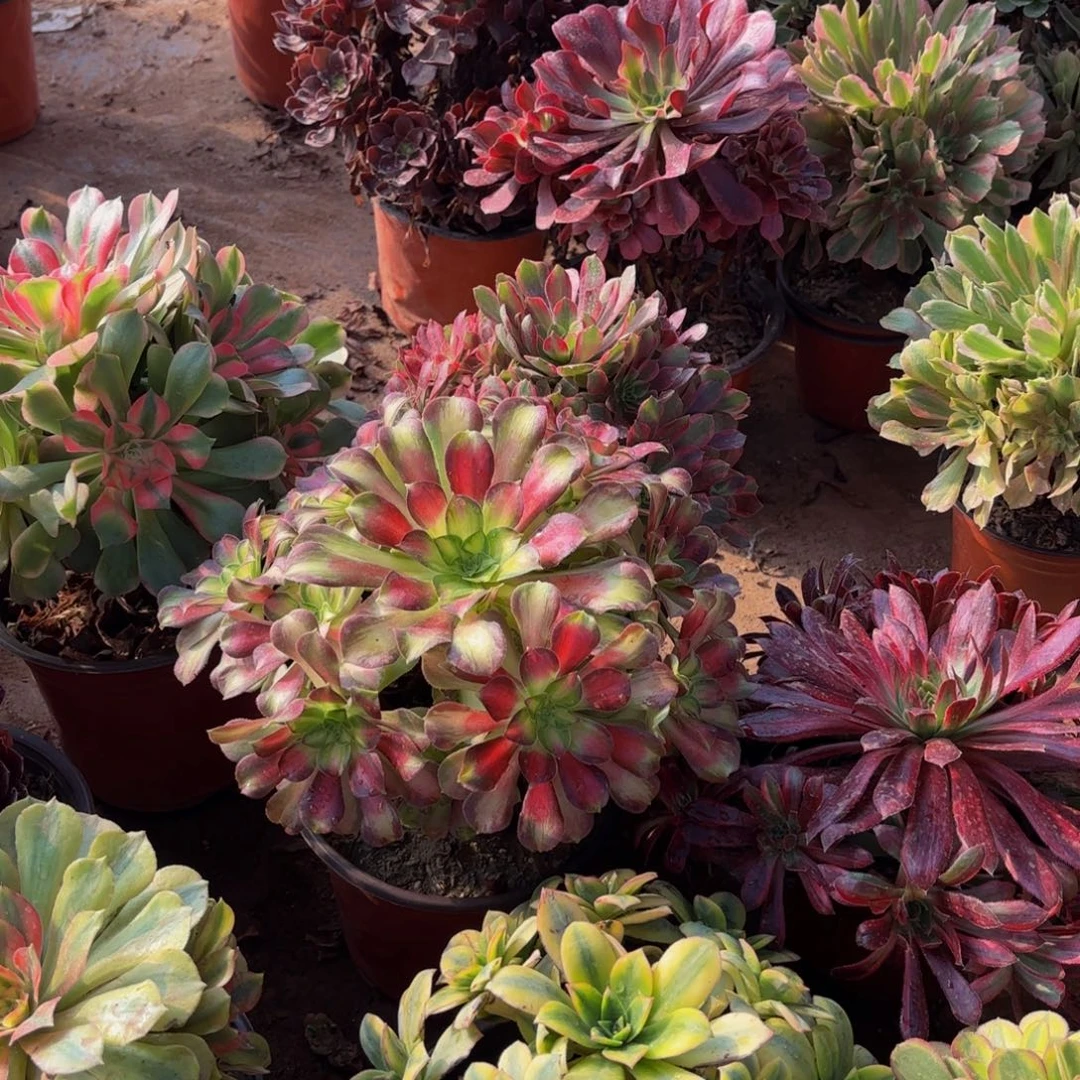 韶华法师9.9多肉植物