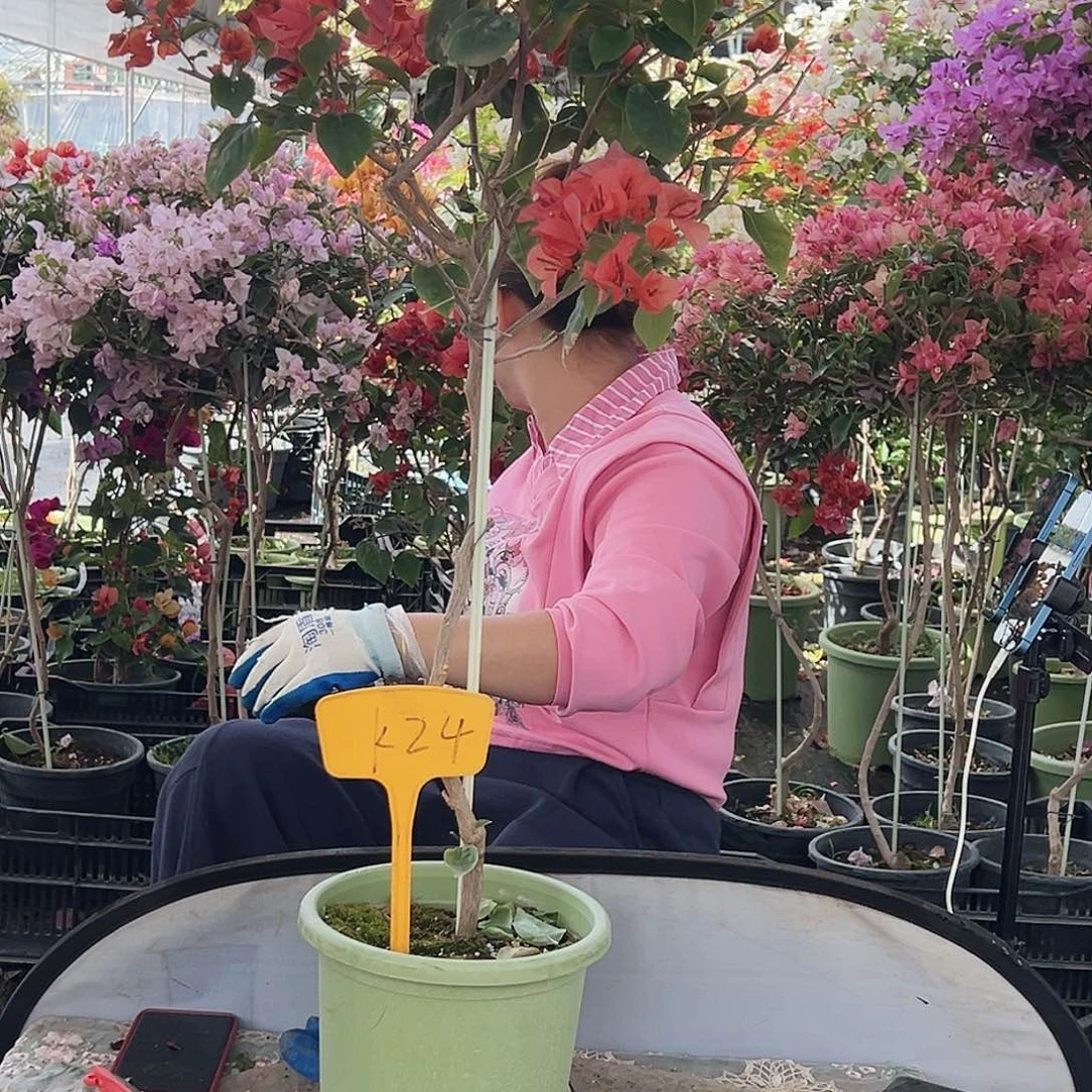 不****大部分花苞少量开放K24不甜