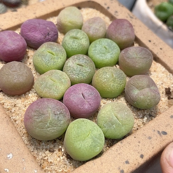 翠星一颗
