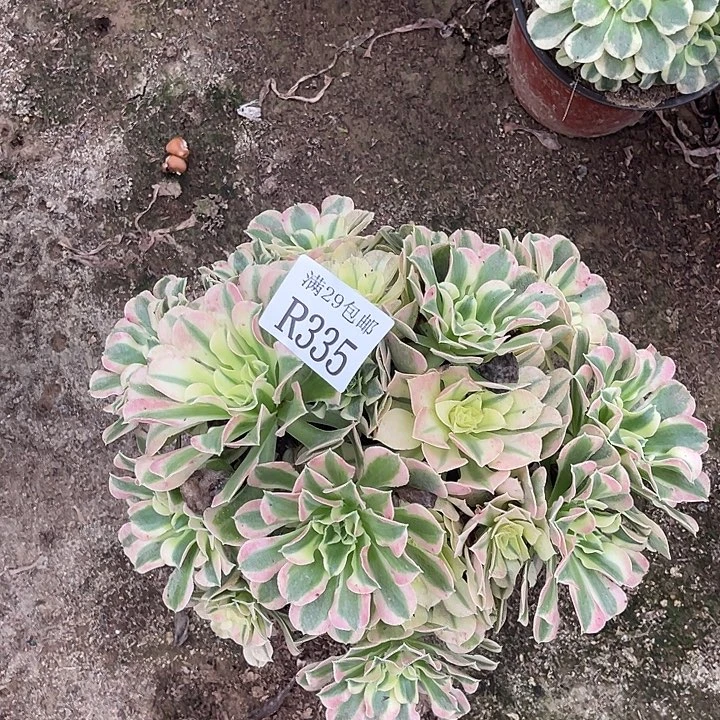 335白凤多肉植物