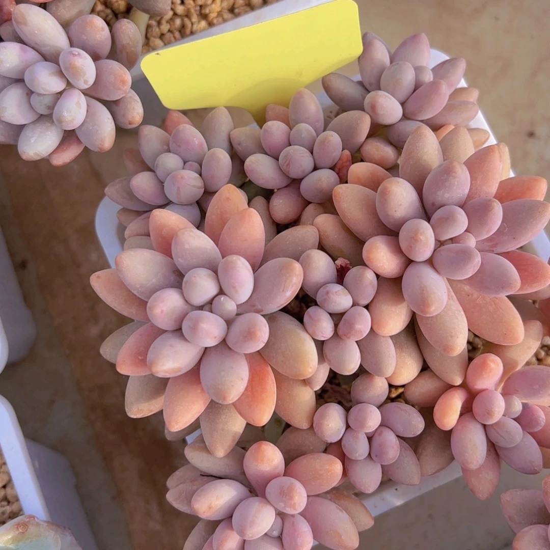 香玉等多种名贵的产品和