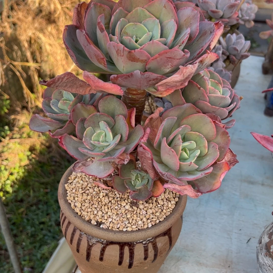 沙琪玛48 零零多肉植物