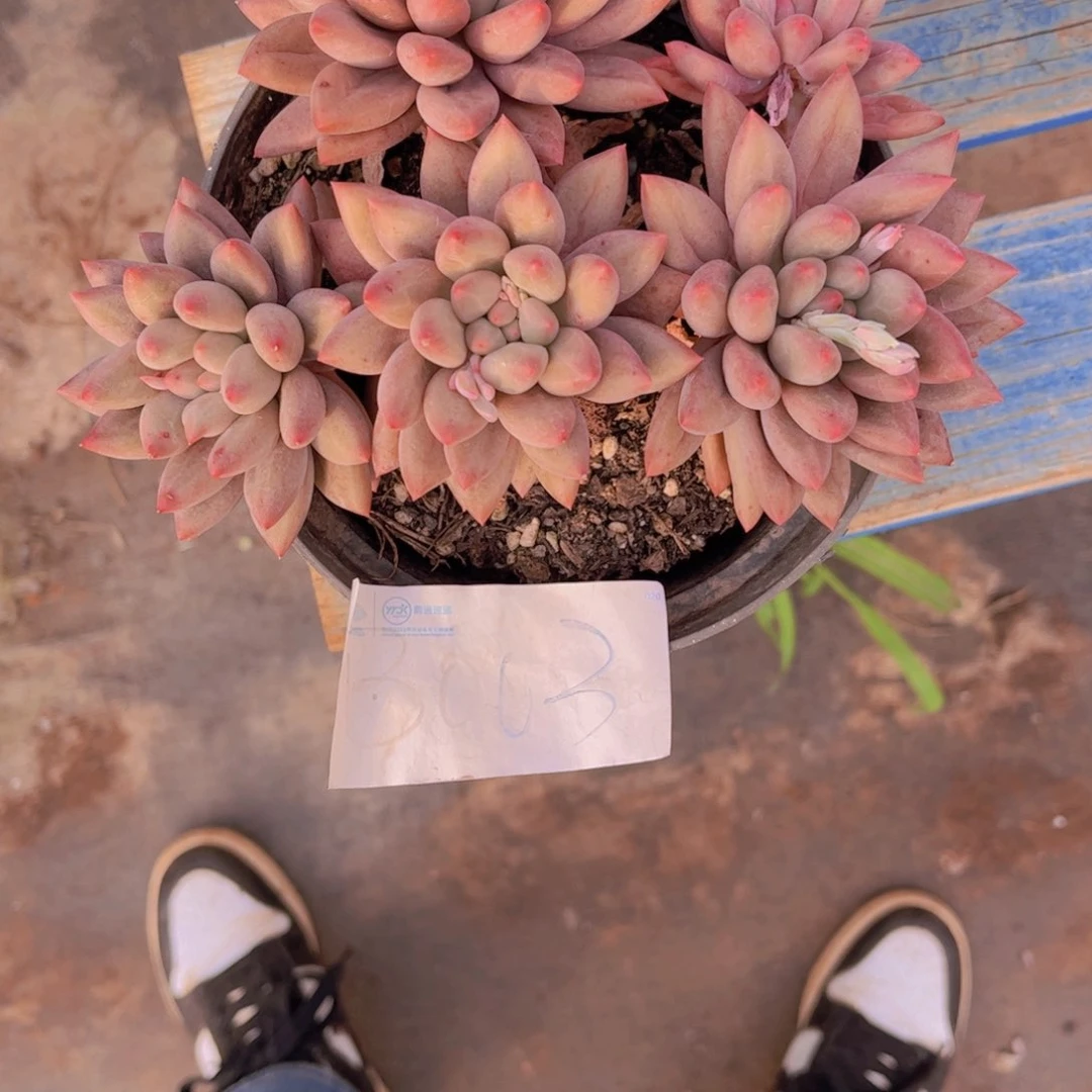 时***美红蜻蜓一颗托土发Ｂ００３