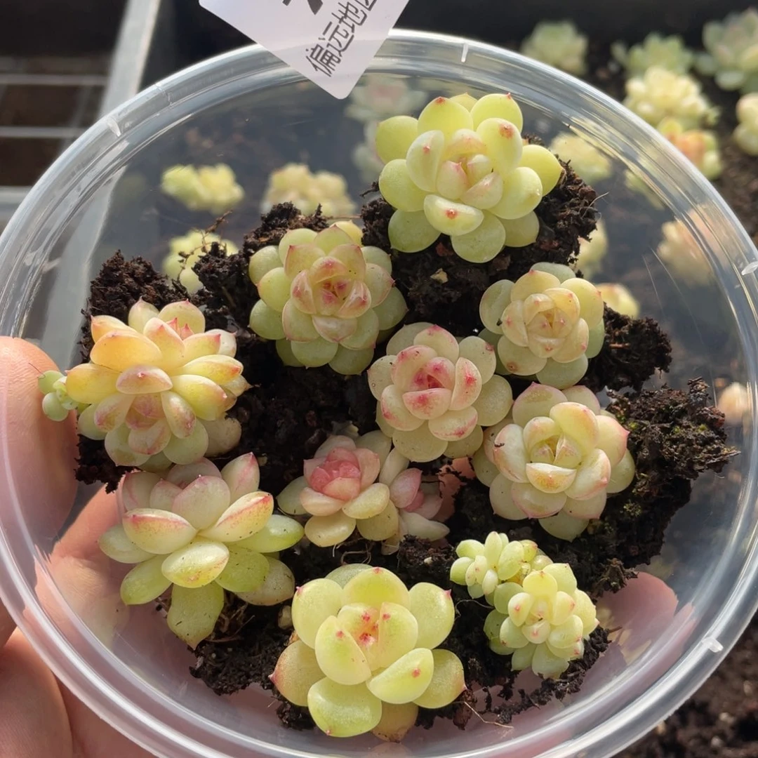优选珍妮一物一拍721…