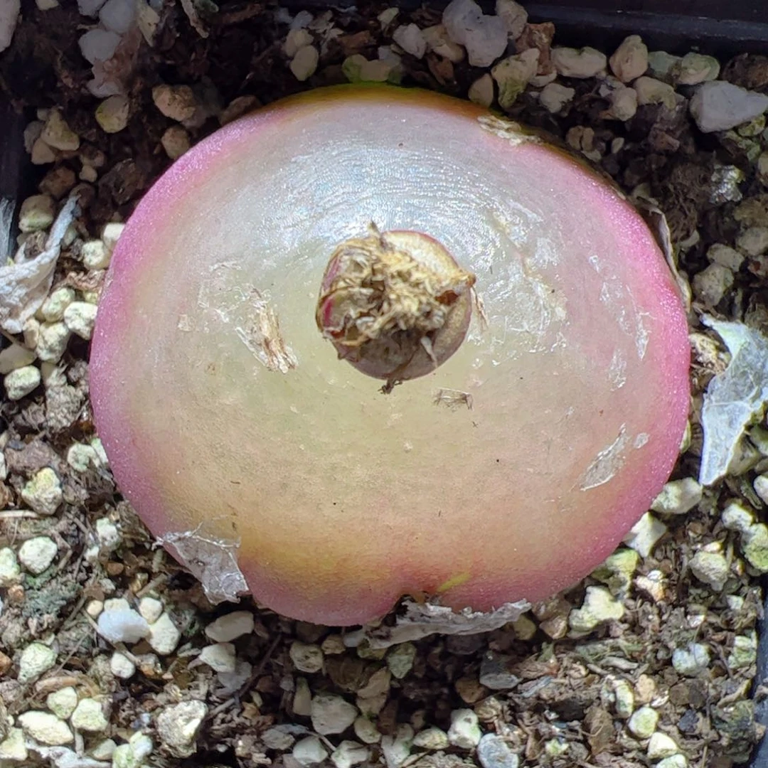 【闪购商品】309 灯泡4cm 10年+