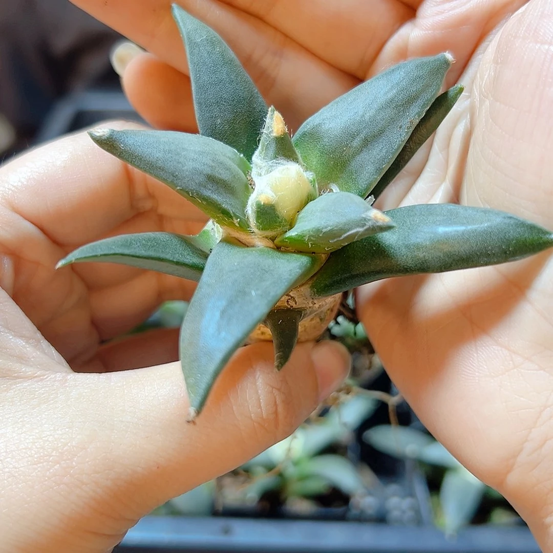 实生青瓷牡丹7公分