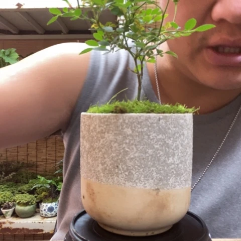 红陶一物一拍所见即所得12