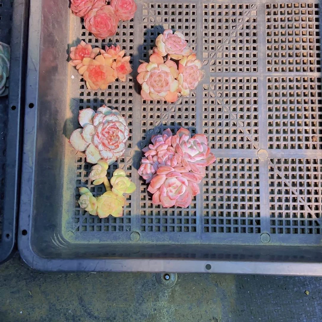 ?***?新品，多肉植物，