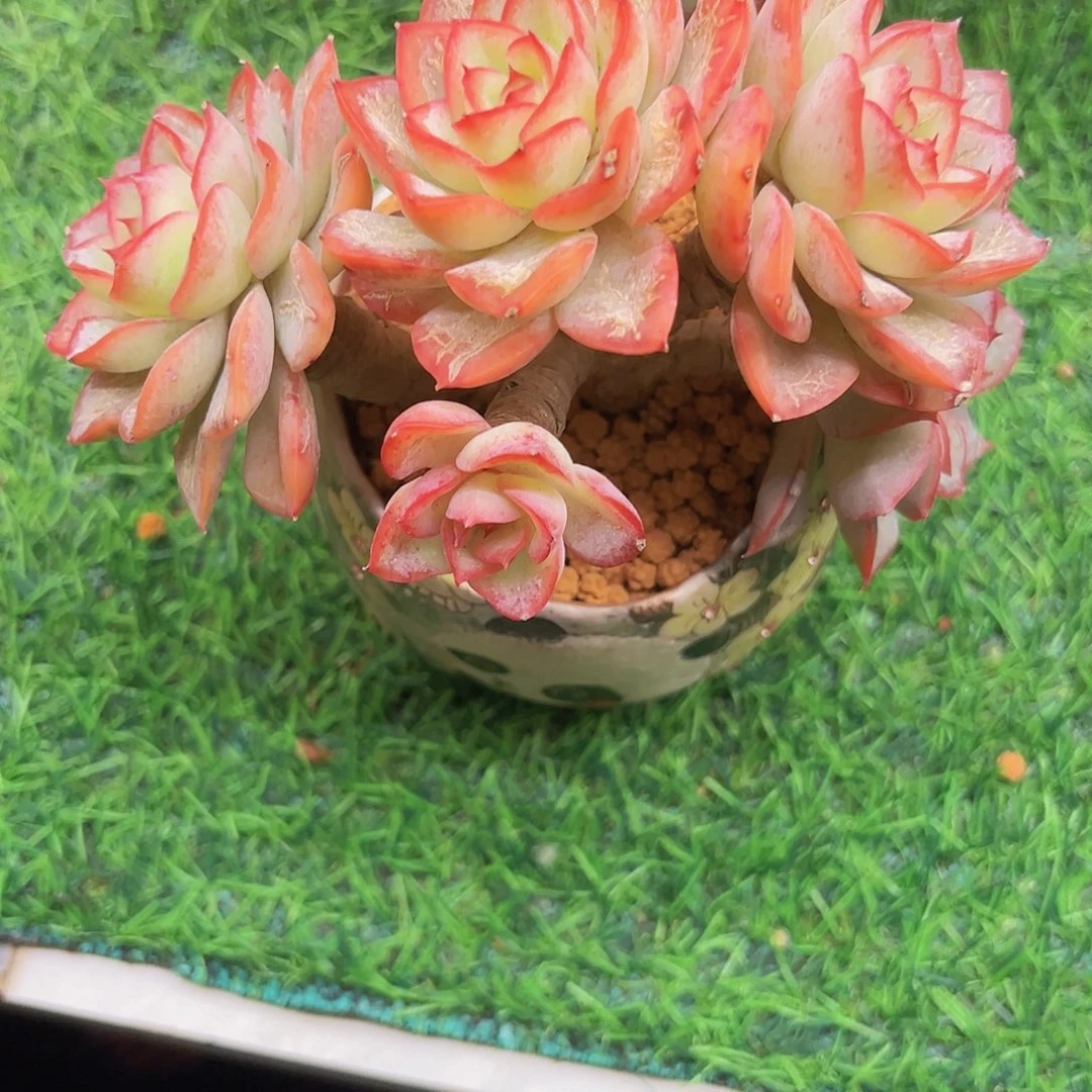 让****儿橙露时光111111111111