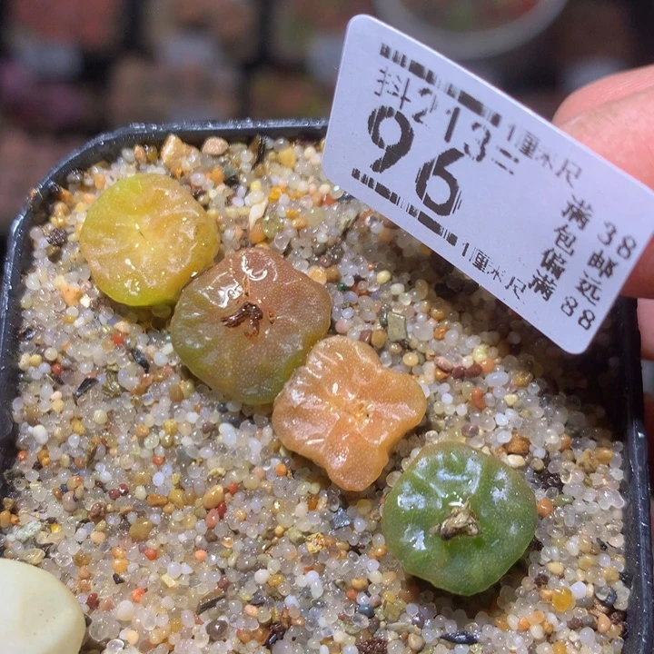 精品生石花213.96烧麦