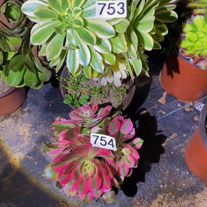 晴**里753 754 法师2颗