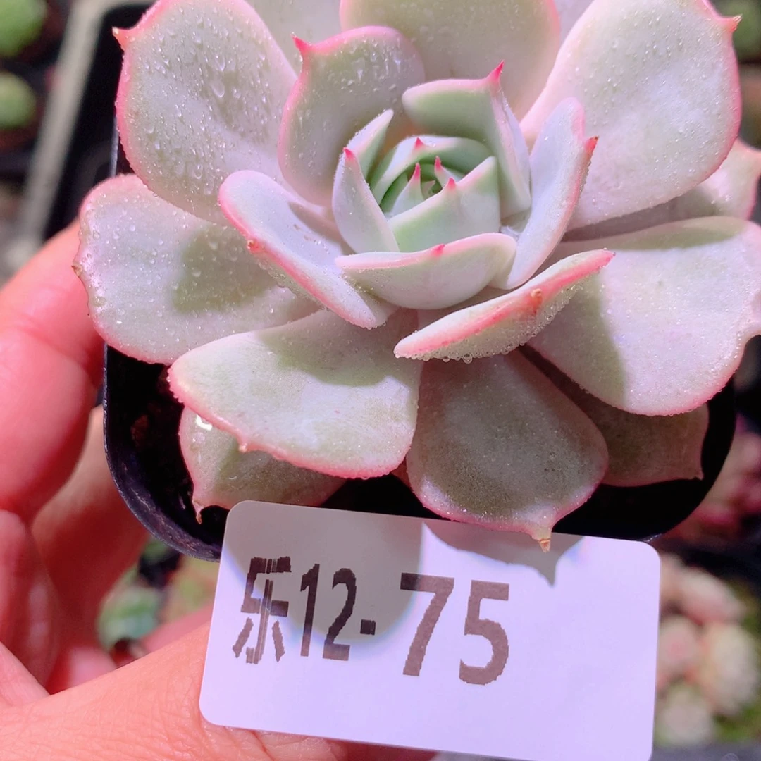 乐然12-75 露娜单头