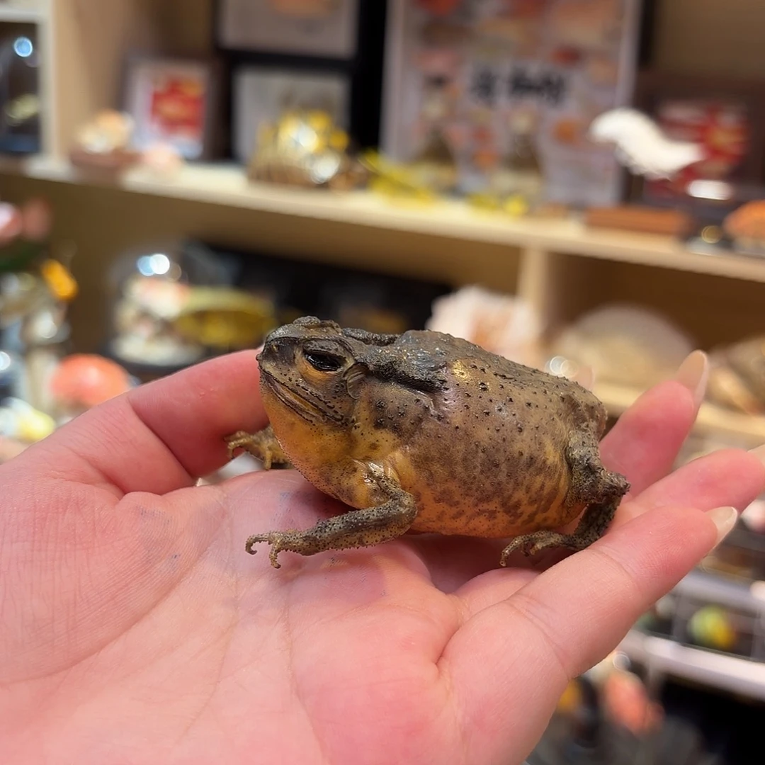 真实蛤蟆动物标本