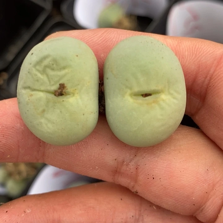 1489大型小红嘴一颗