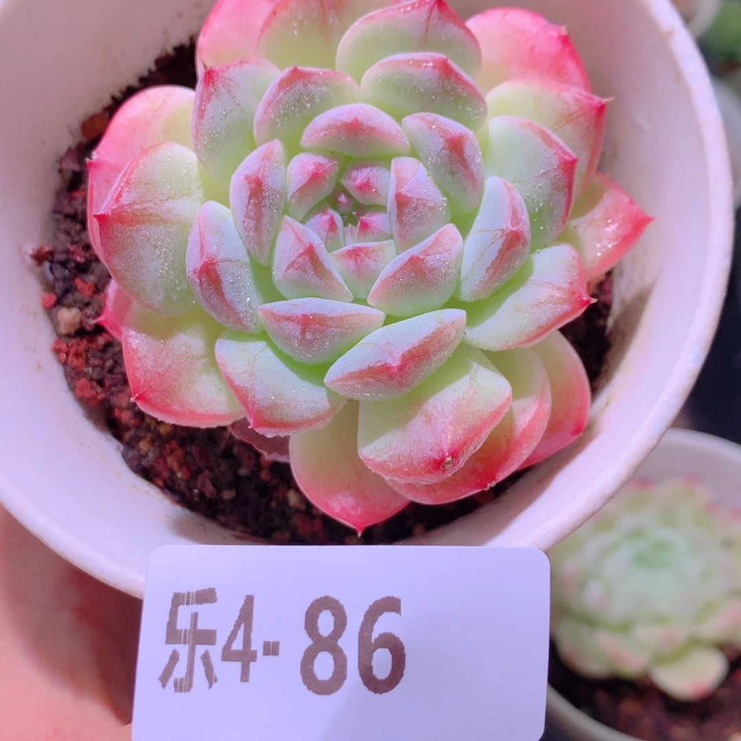 乐然4-86 白桃汽水