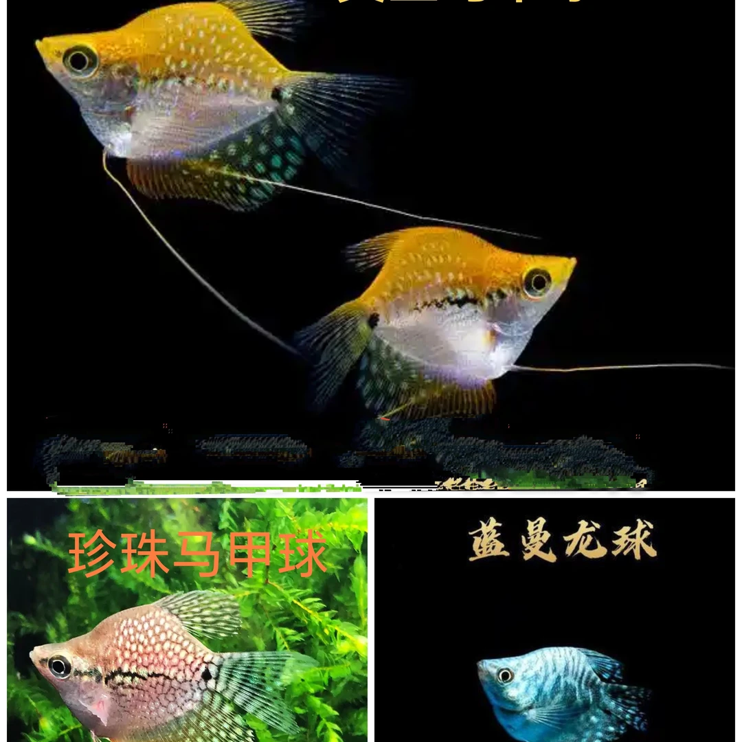 黄金马甲球鱼珍珠马甲鱼观赏鱼淡水好养大型食人鱼鱼曼龙球曼龙