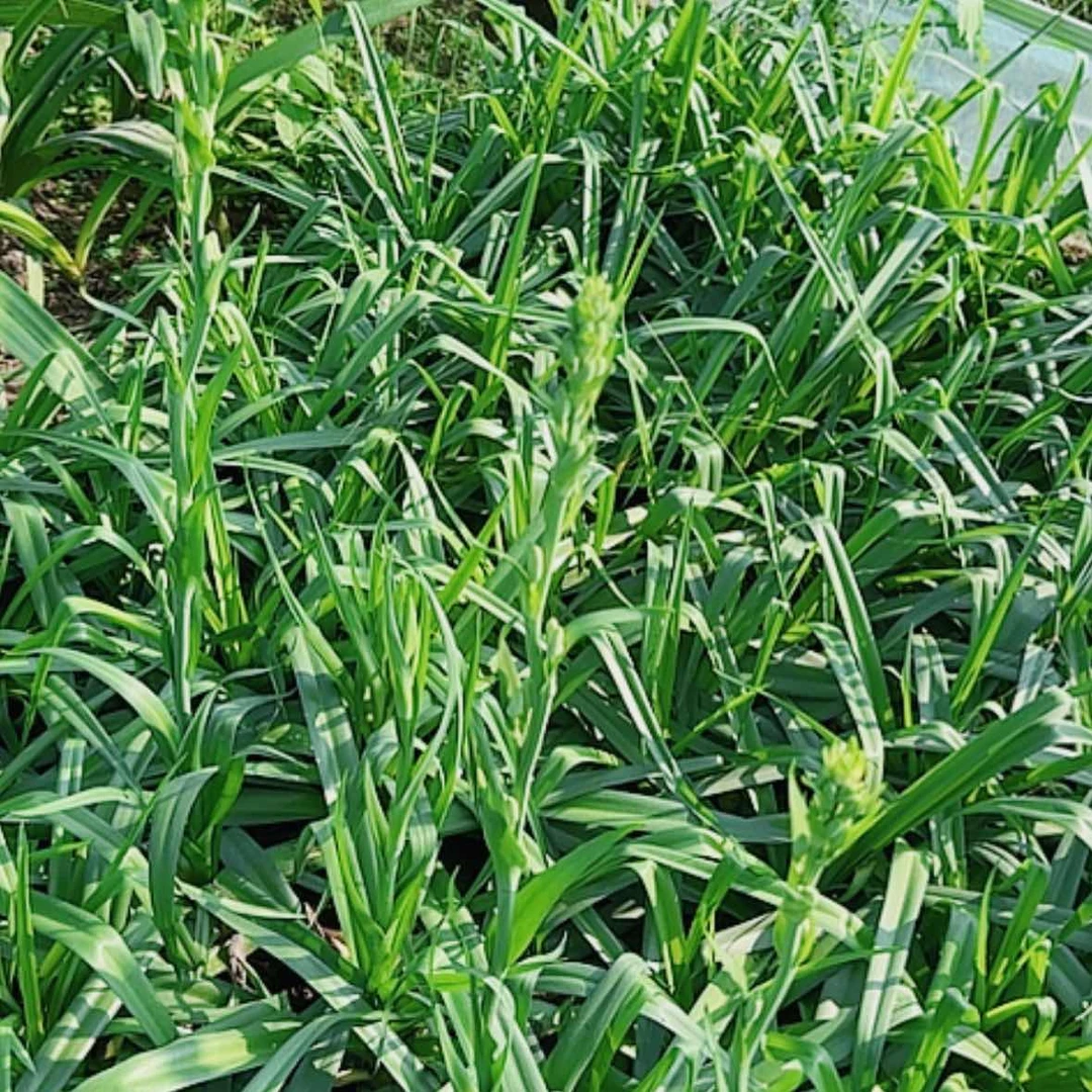 【闪购商品】无花朵3颗装晚香玉重瓣