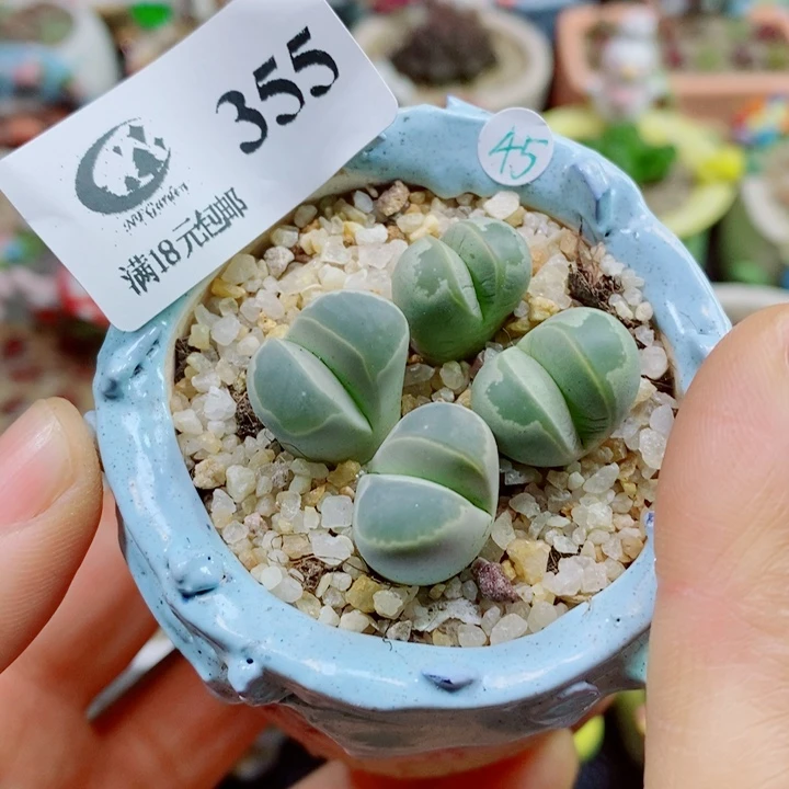 生石花花花花花花花355
