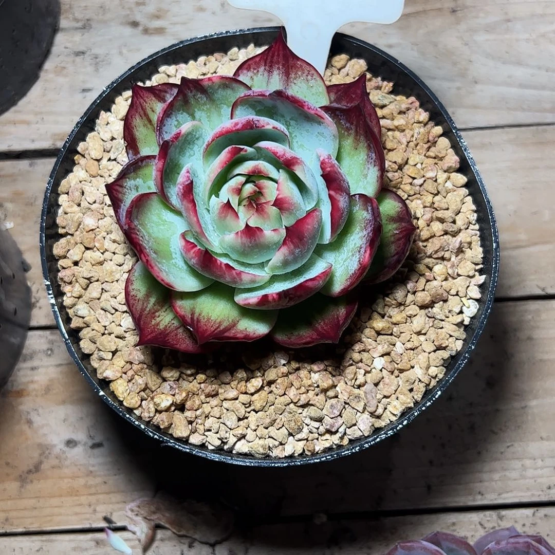 称***意惊鸿仙子一物一拍2105号