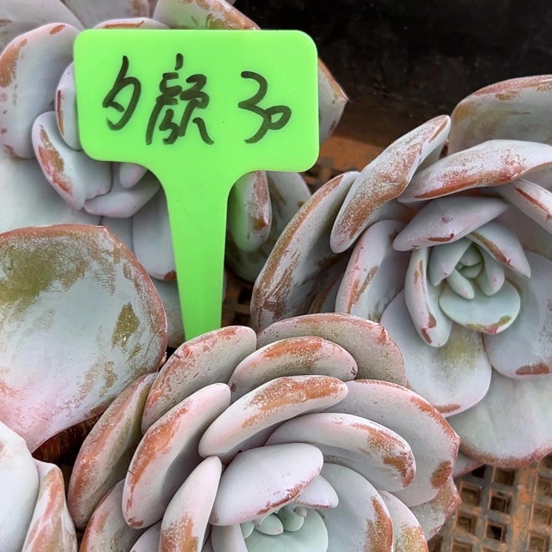 夕***颜我是花卉专用车小说