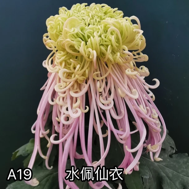 三军菊花/天门系列/A19水佩仙衣（xx252）/菊花苗/九月菊秋天开花