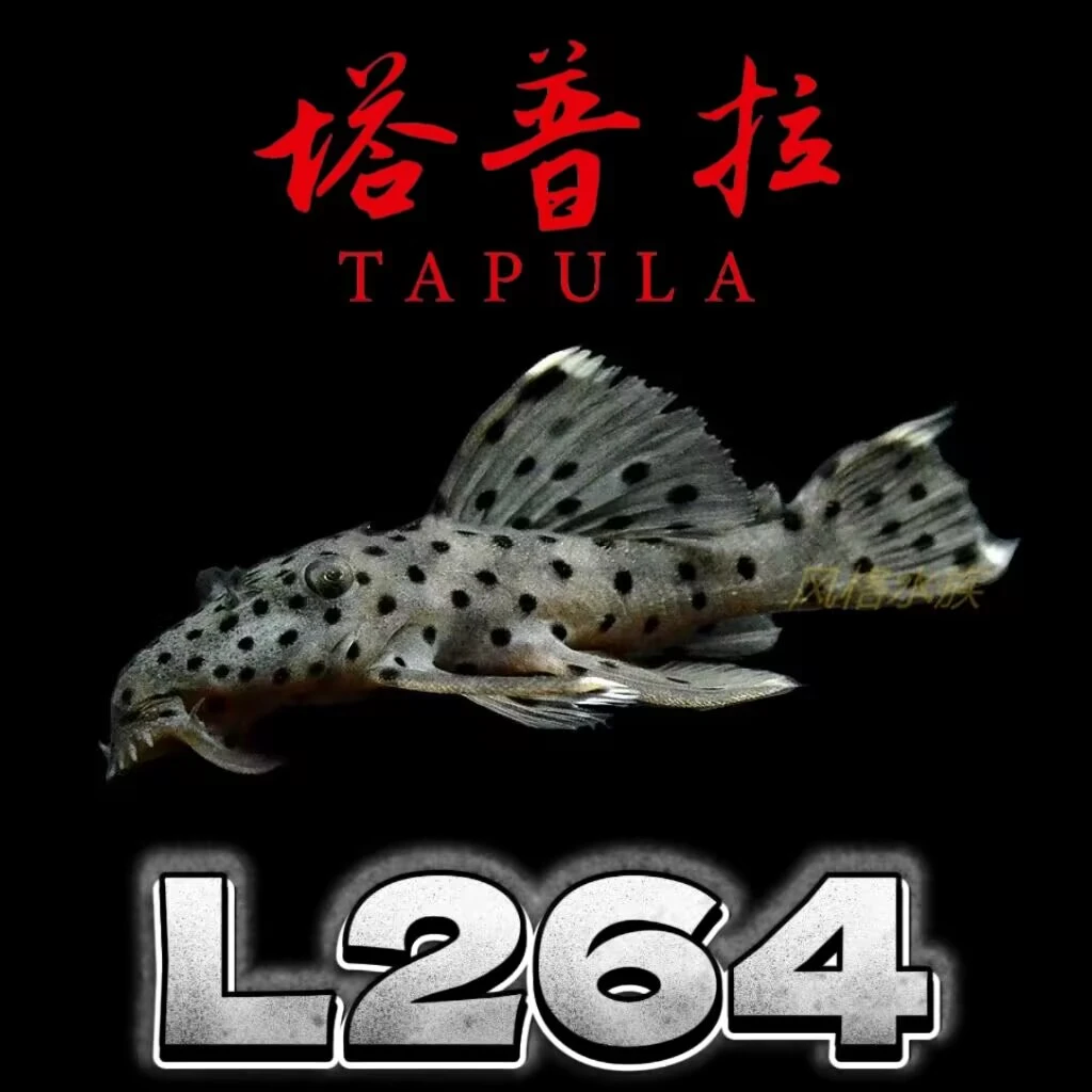 塔普拉L264老鼠斑南美异形鱼热带观赏鱼活体发货包损