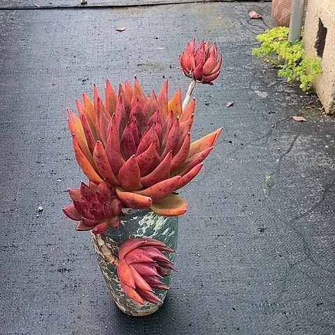 1035多肉植物老桩