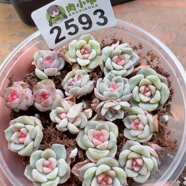 多肉植物多肉植物