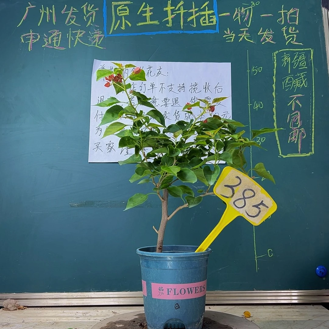 当前无花栽培后可以开花  落日  385