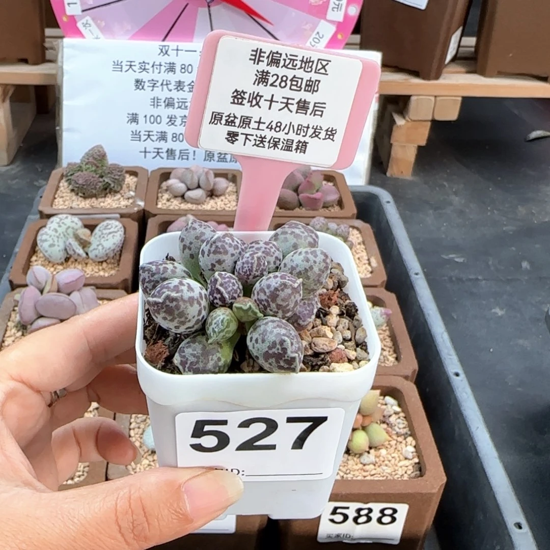 无*527达摩海豹多肉植物