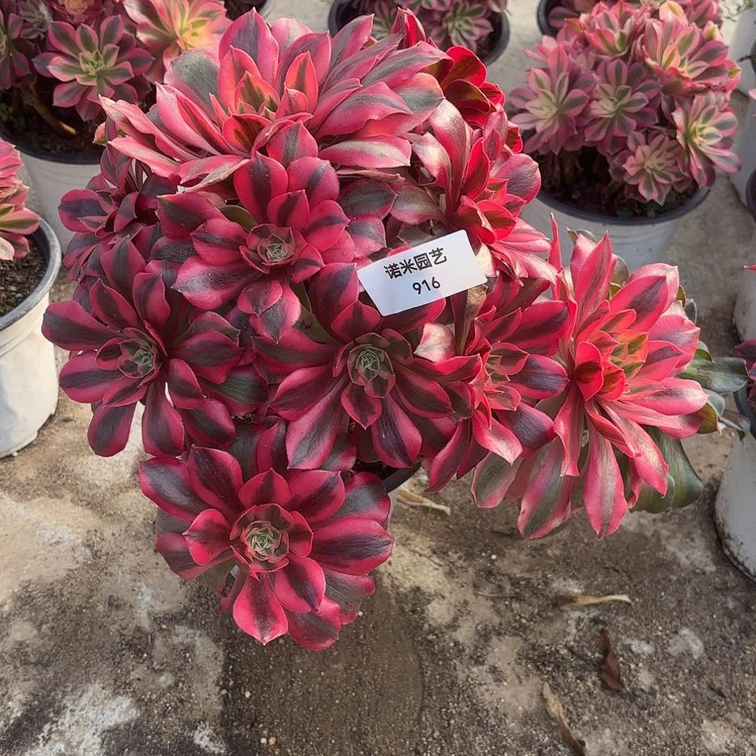 女妖多肉植物大颗916