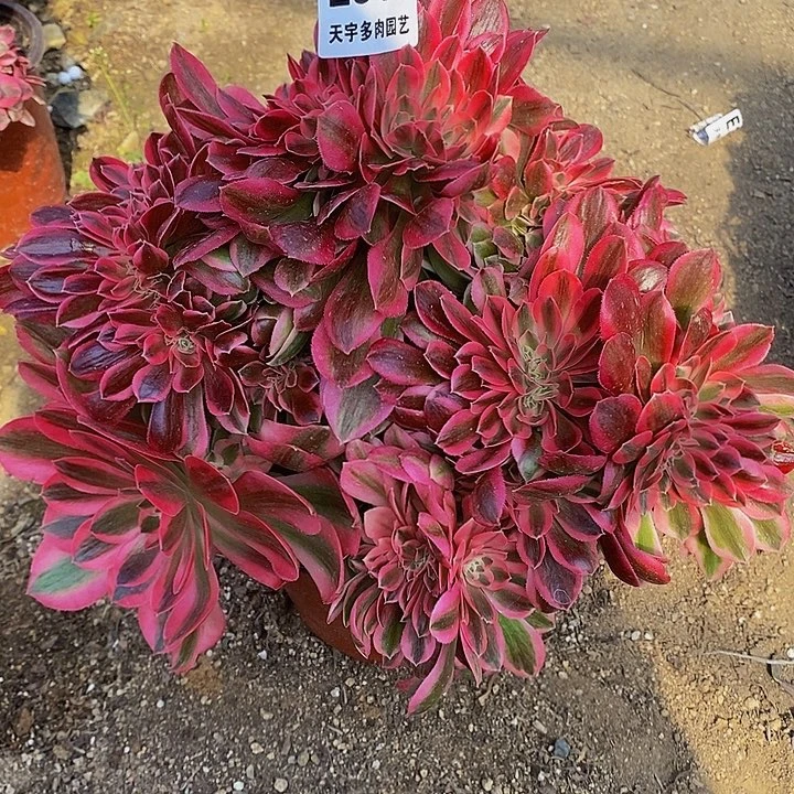 多肉女巫缀546多肉