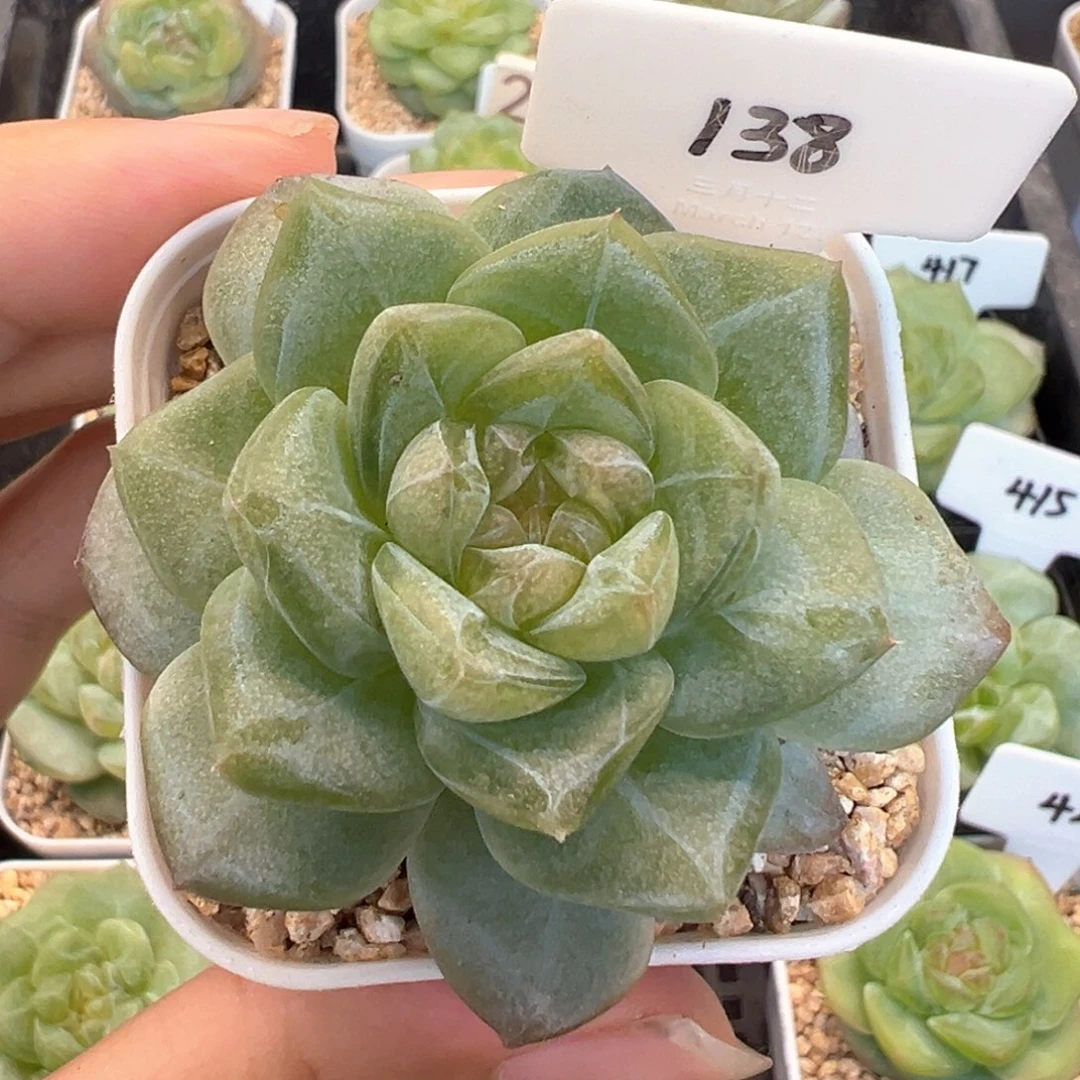 138号啊啊啊啊啊啊啊啊啊