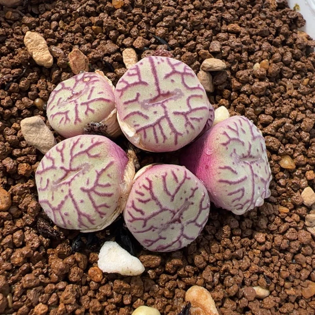 113多肉植物百科