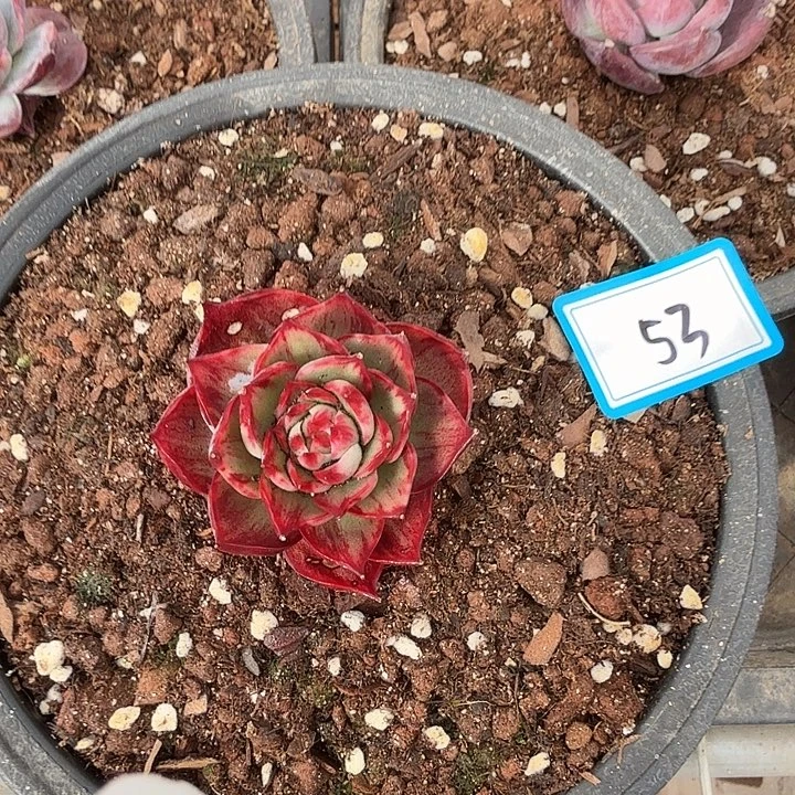 曾***节53---------------