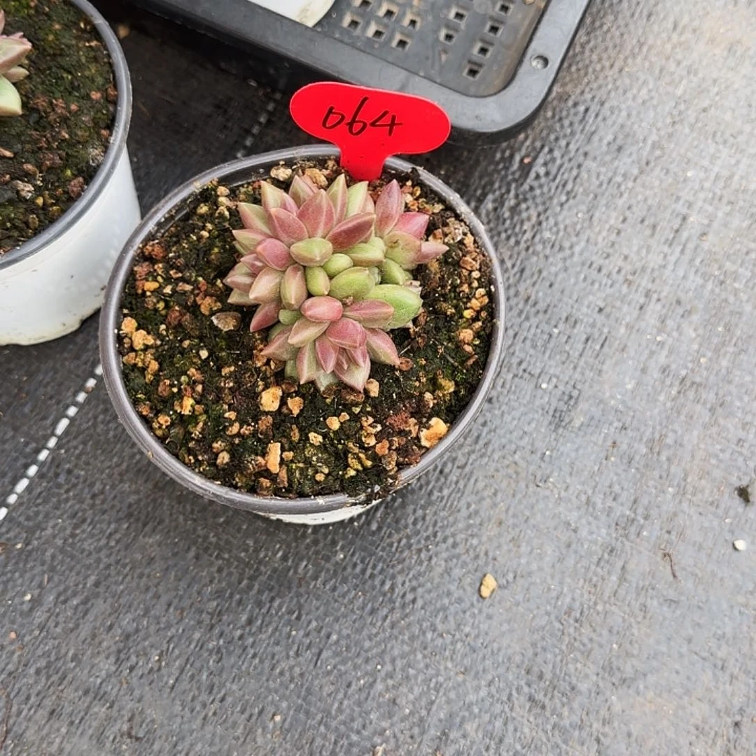 无***言064迷雾泡泡袖连衣裙女