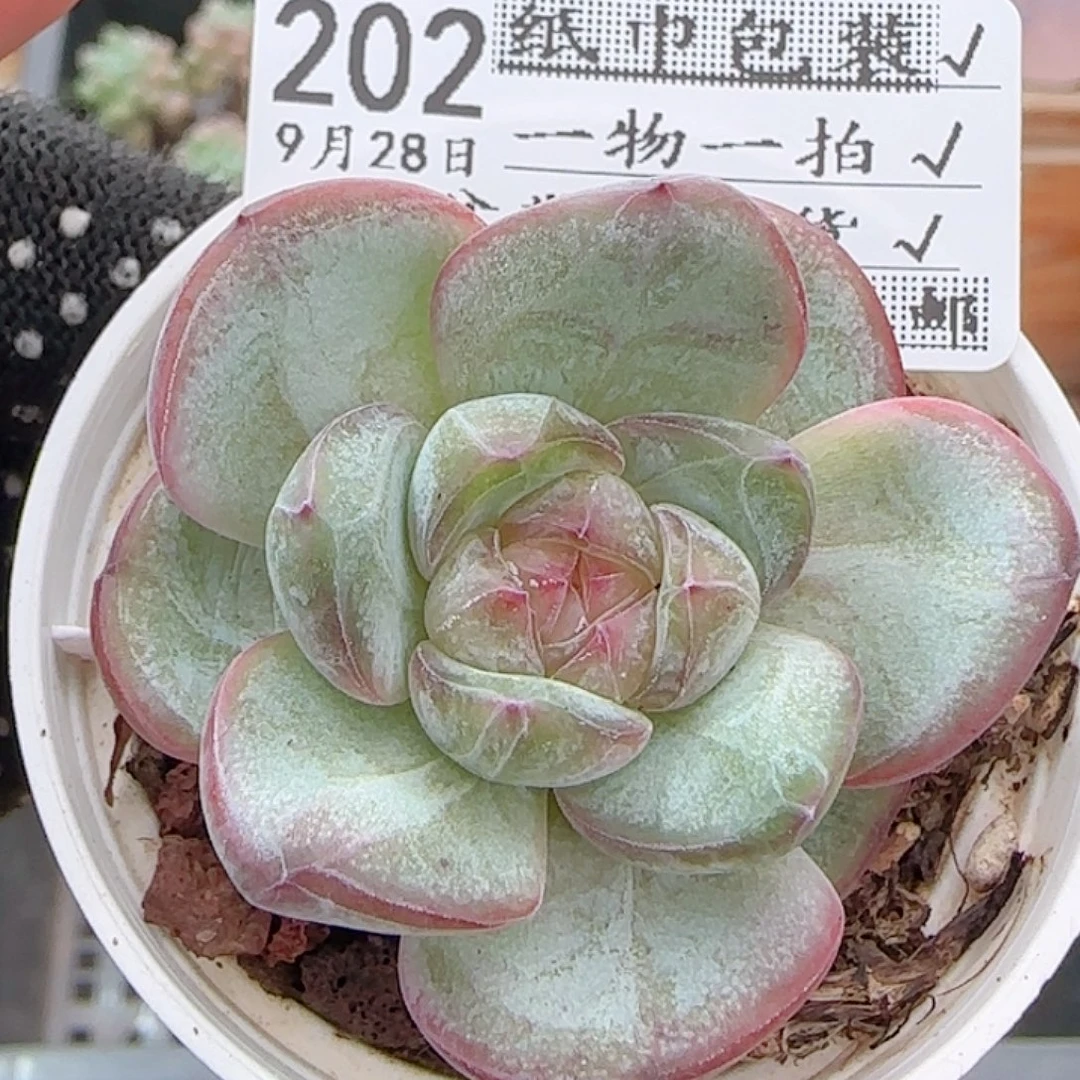 多肉0928--202星星珍妮