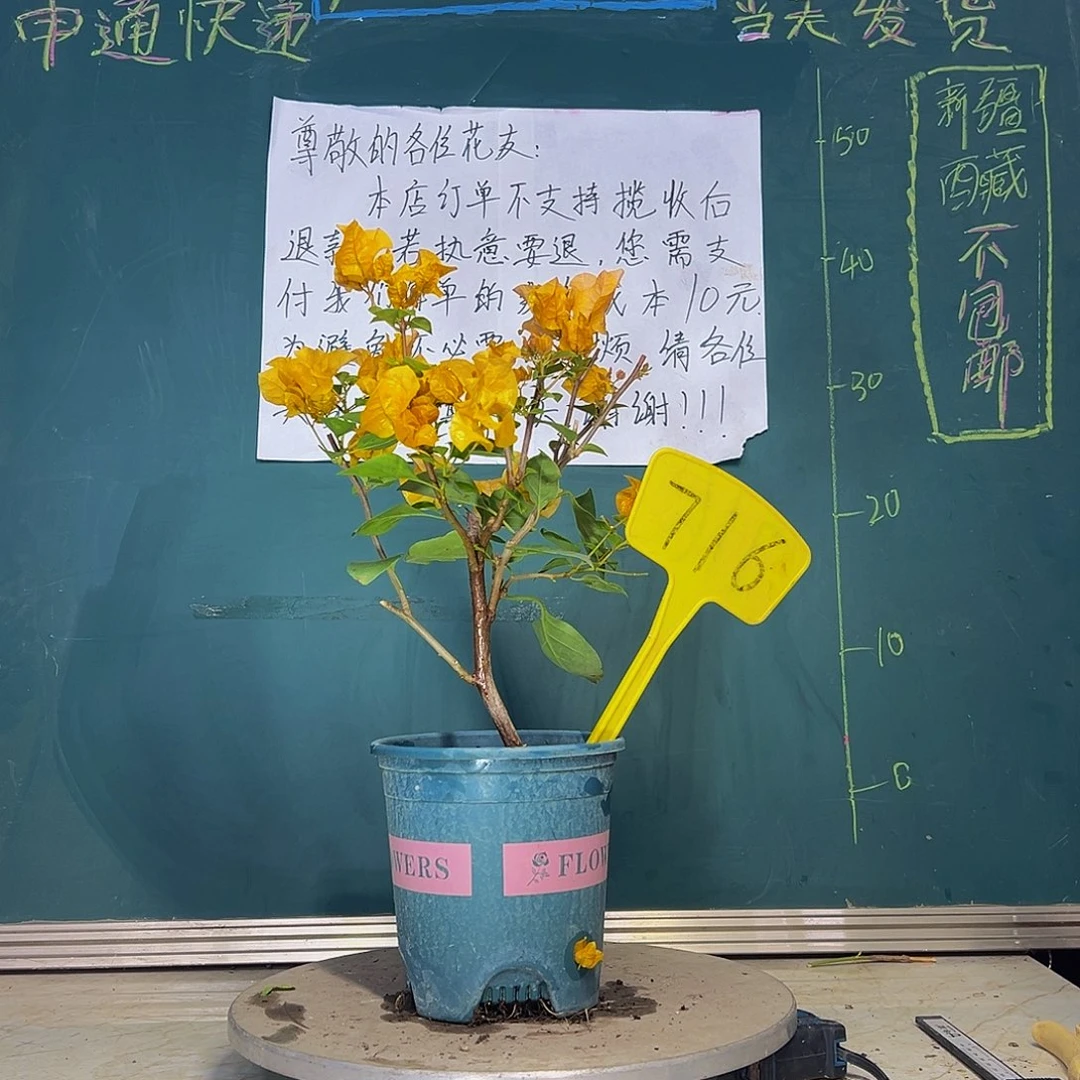 当前无花栽培后可以开花暗斑浅黄 716
